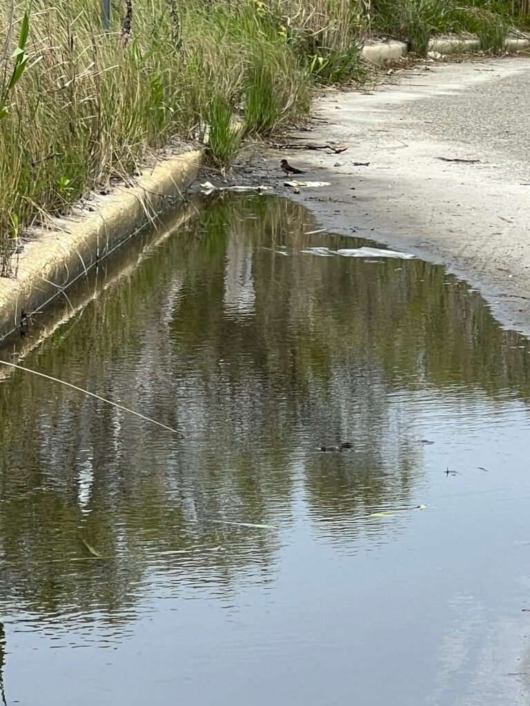 a bird standing in a body of water (MyCoast AI)