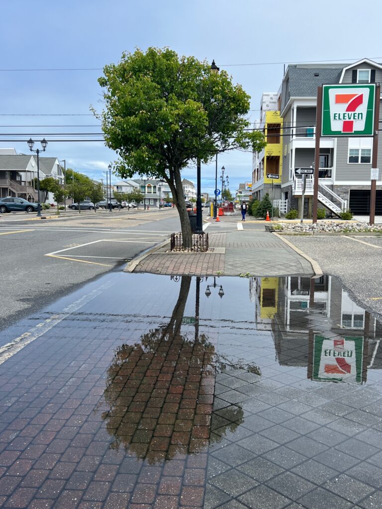 a tree in a puddle (MyCoast AI)