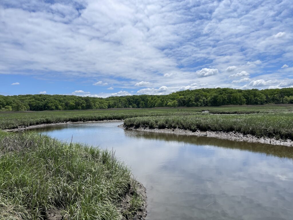a body of water with plants and trees around it (MyCoast AI)