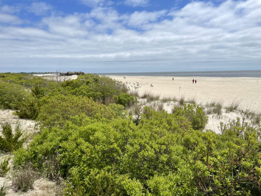 a beach with bushes and trees (MyCoast AI)