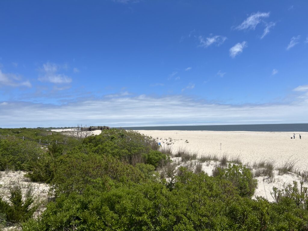 a beach with trees and bushes (MyCoast AI)
