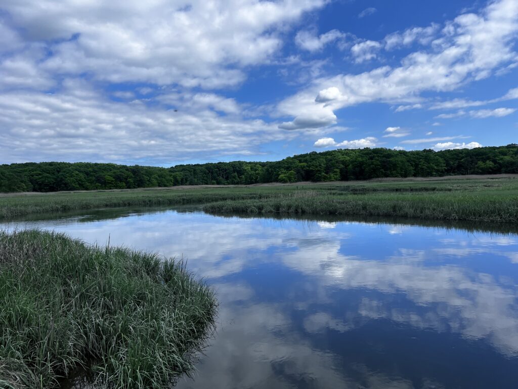 a body of water with trees in the background (MyCoast AI)