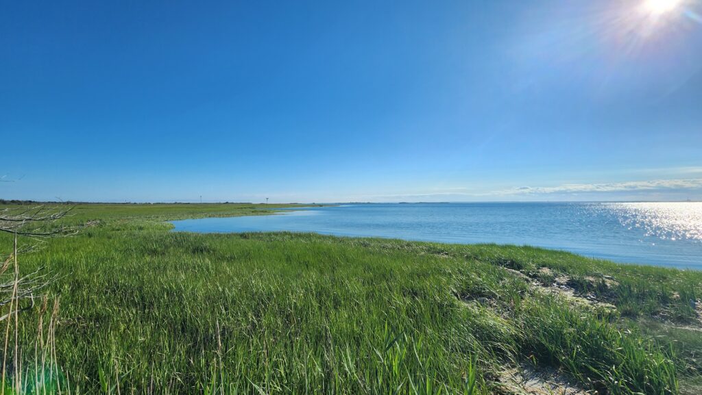 a grassy area next to a body of water (MyCoast AI)