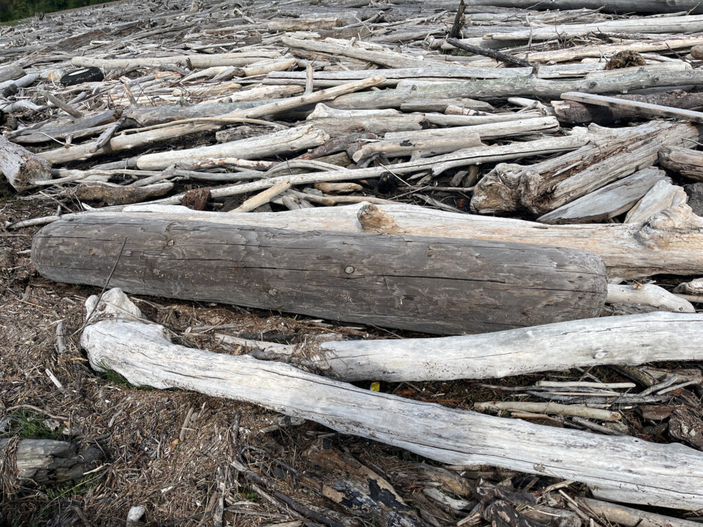 a pile of cut wood (MyCoast AI)