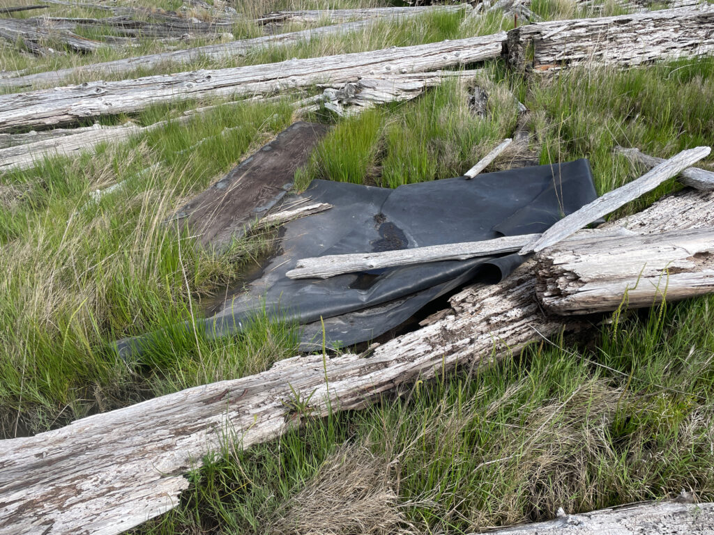 a log in the grass (MyCoast AI)