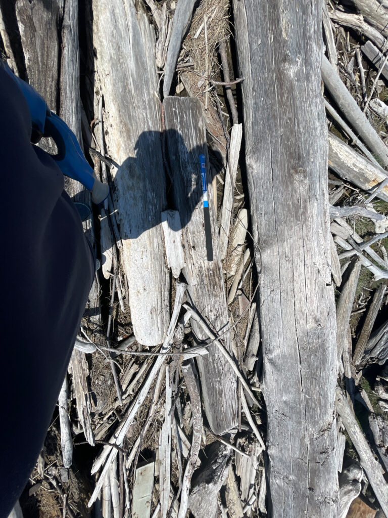 a tree trunk with a hole in it (MyCoast AI)
