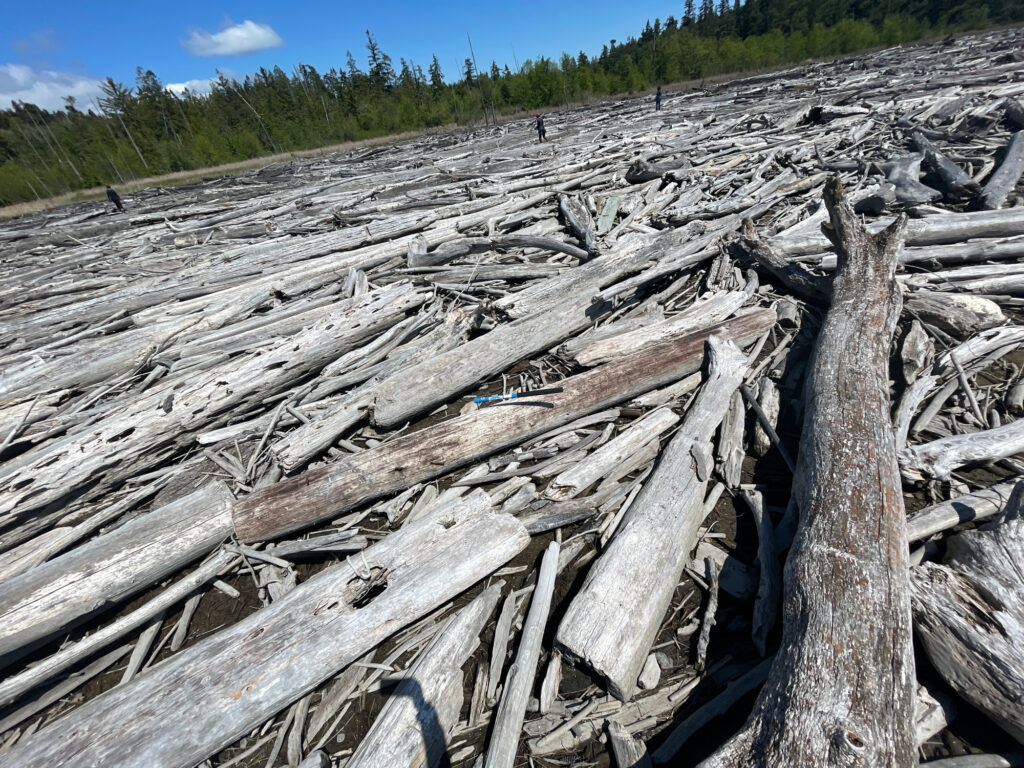 a large pile of wood (MyCoast AI)