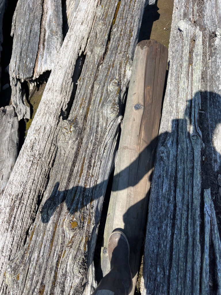 a close up of a tree trunk (MyCoast AI)