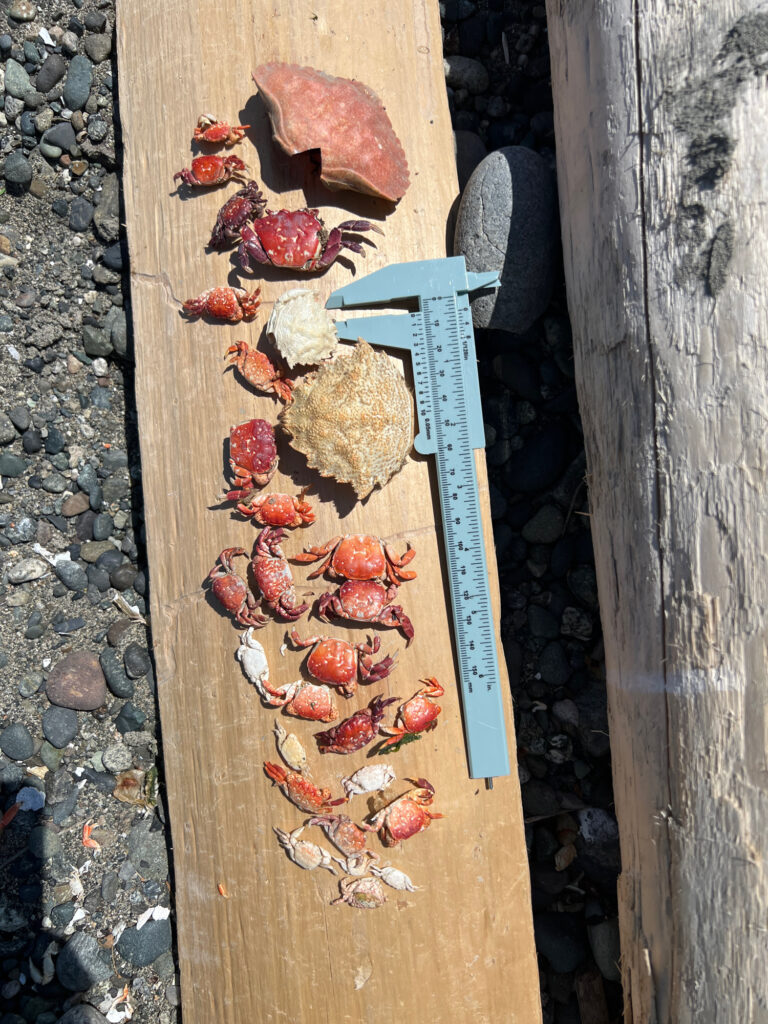 a wood board with food on it (MyCoast AI)