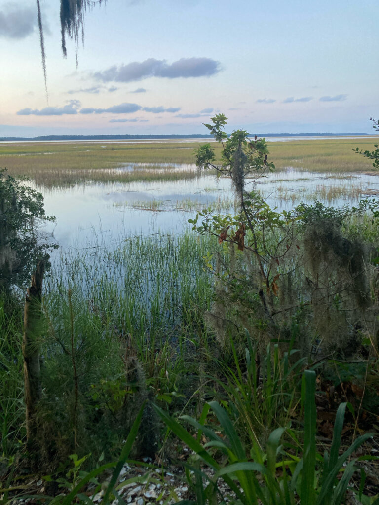 a body of water with plants around it (MyCoast AI)