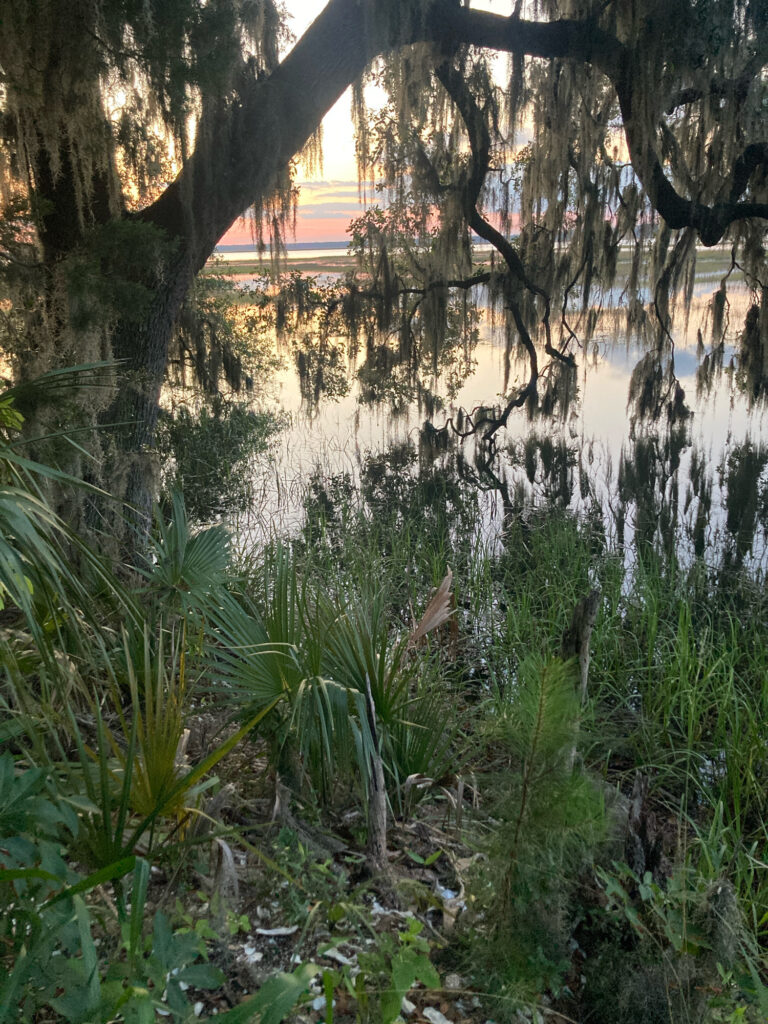a body of water with trees around it (MyCoast AI)