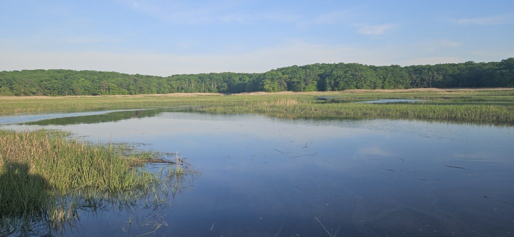 a body of water with grass and trees around it (MyCoast AI)