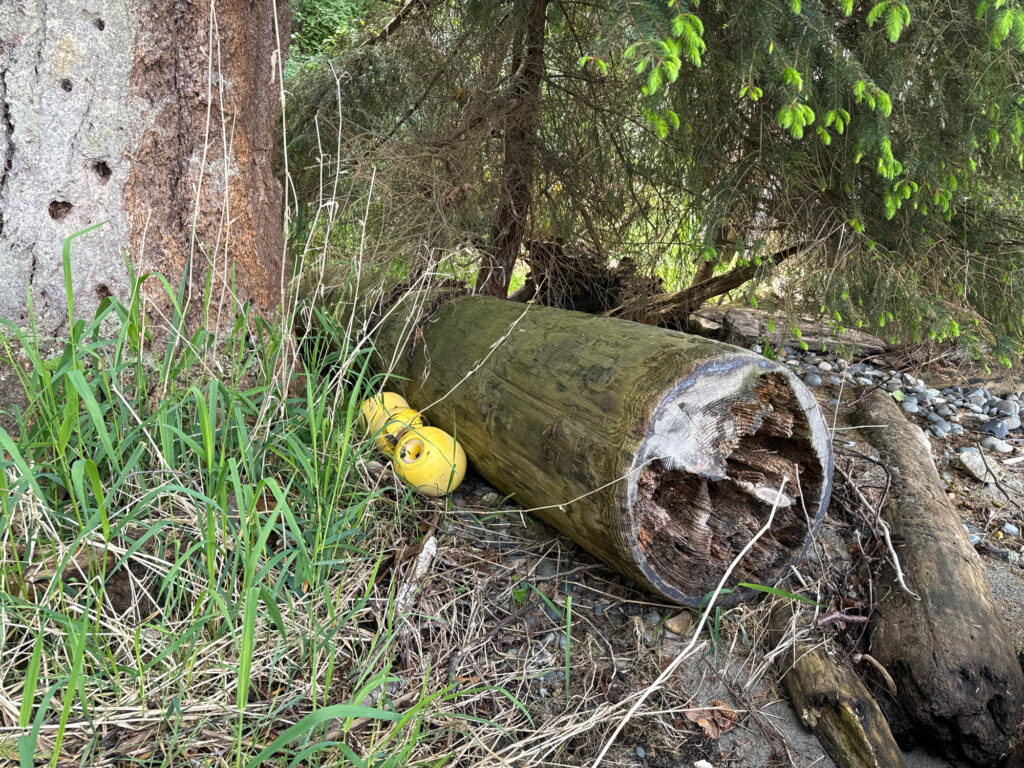 a log with a yellow object on it in the woods (MyCoast AI)