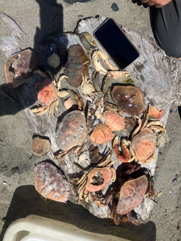 a pile of cut up wood (MyCoast AI)