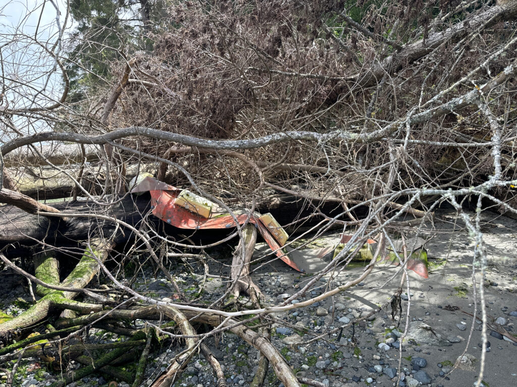 a tree that has fallen (MyCoast AI)