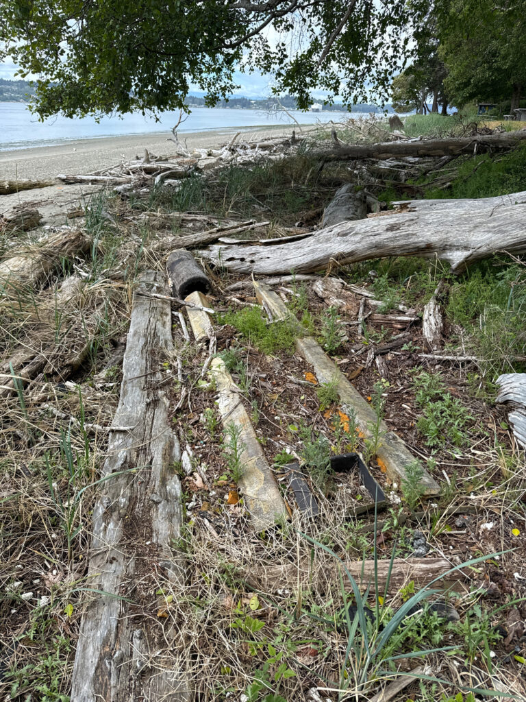 a group of logs on the ground (MyCoast AI)