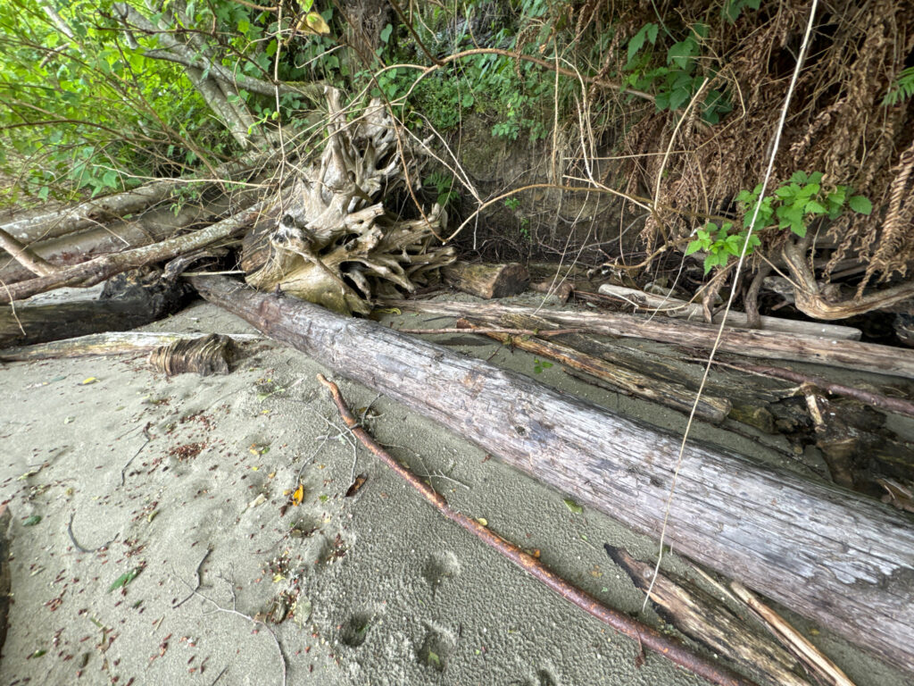a tree trunk on the ground (MyCoast AI)