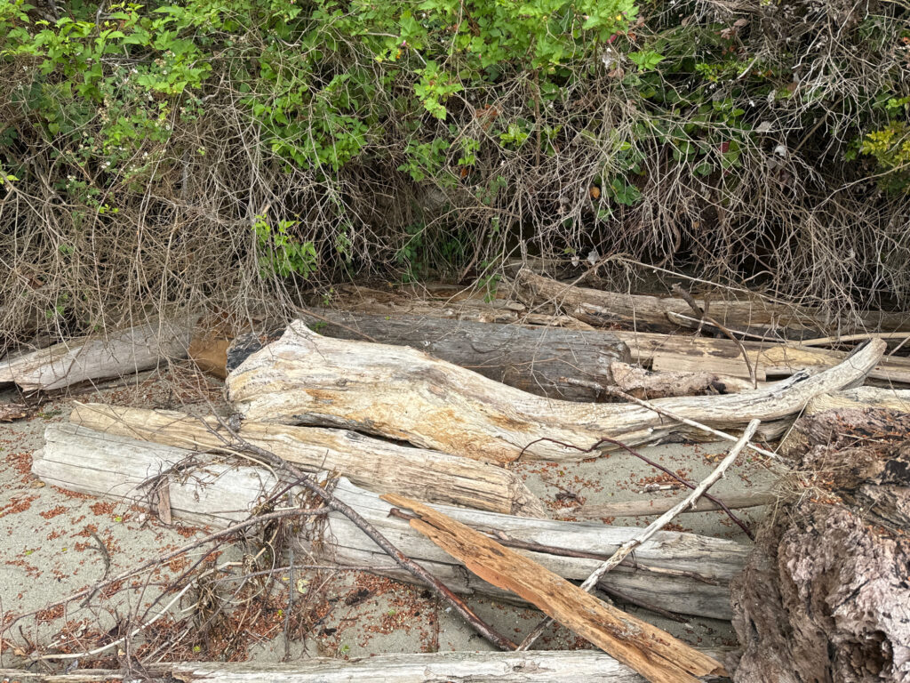 a pile of cut down trees (MyCoast AI)