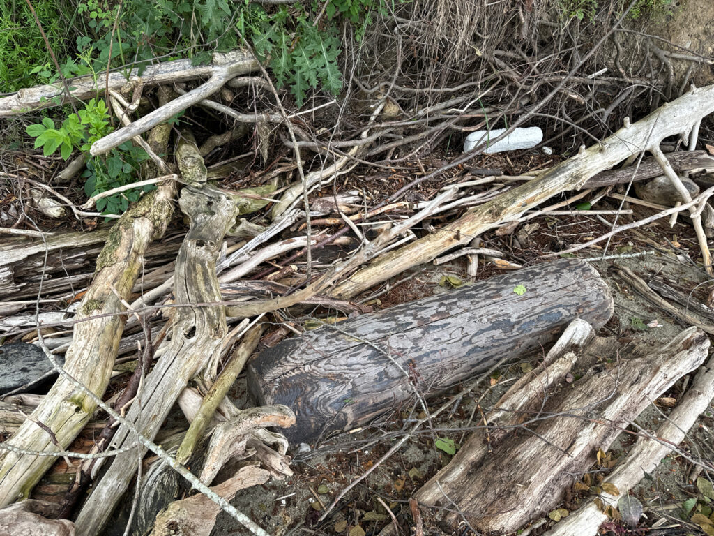 a group of sticks and branches (MyCoast AI)