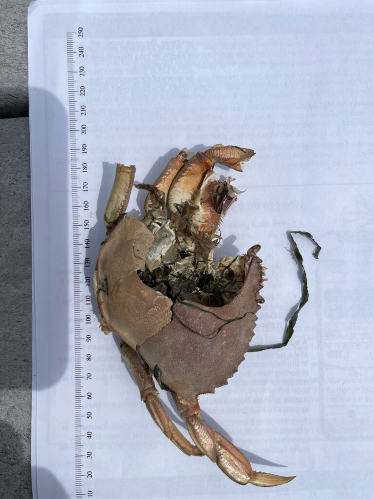 a crab on a piece of paper (MyCoast AI)
