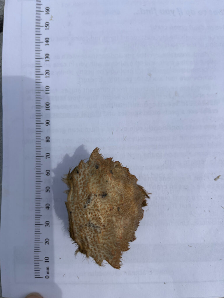 a brown leaf on a white surface (MyCoast AI)