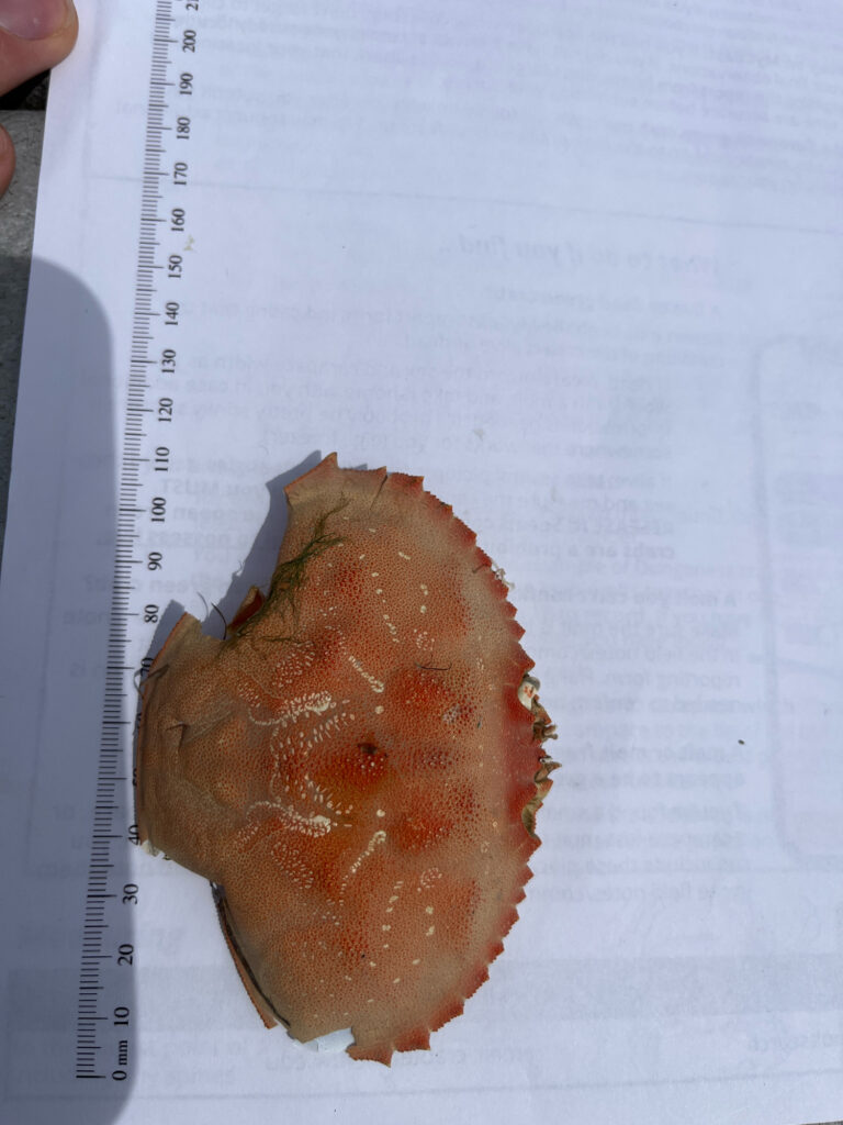 a piece of food on a paper (MyCoast AI)