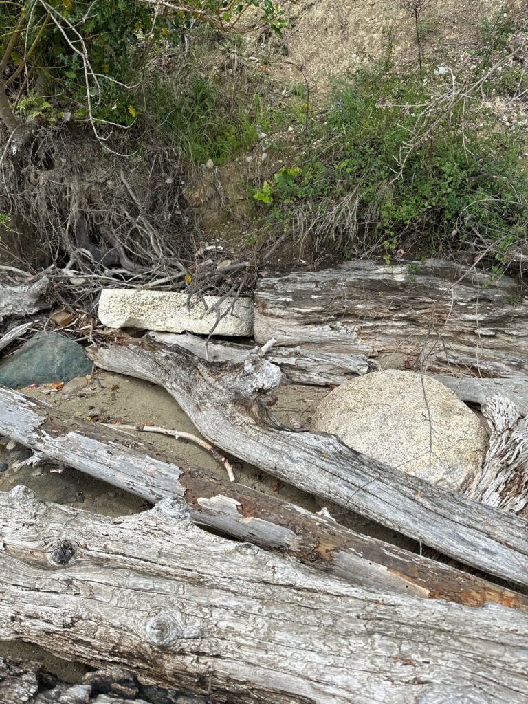 a group of logs in a creek (MyCoast AI)