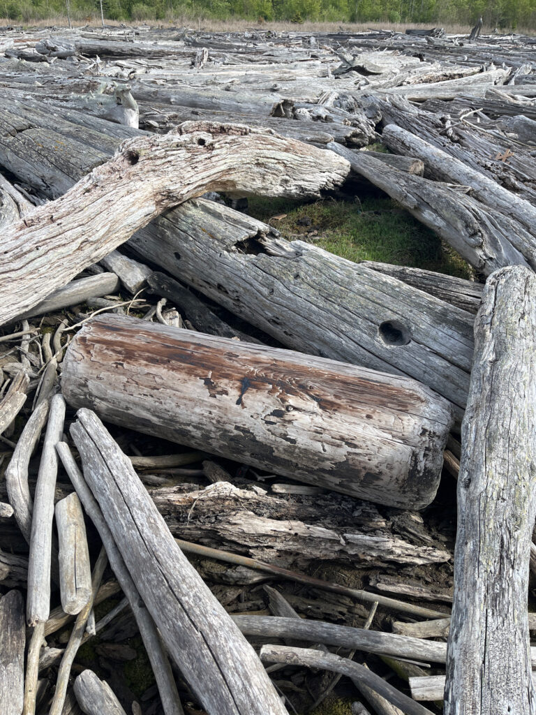 a group of logs (MyCoast AI)