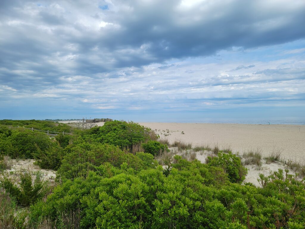a landscape with trees and bushes (MyCoast AI)