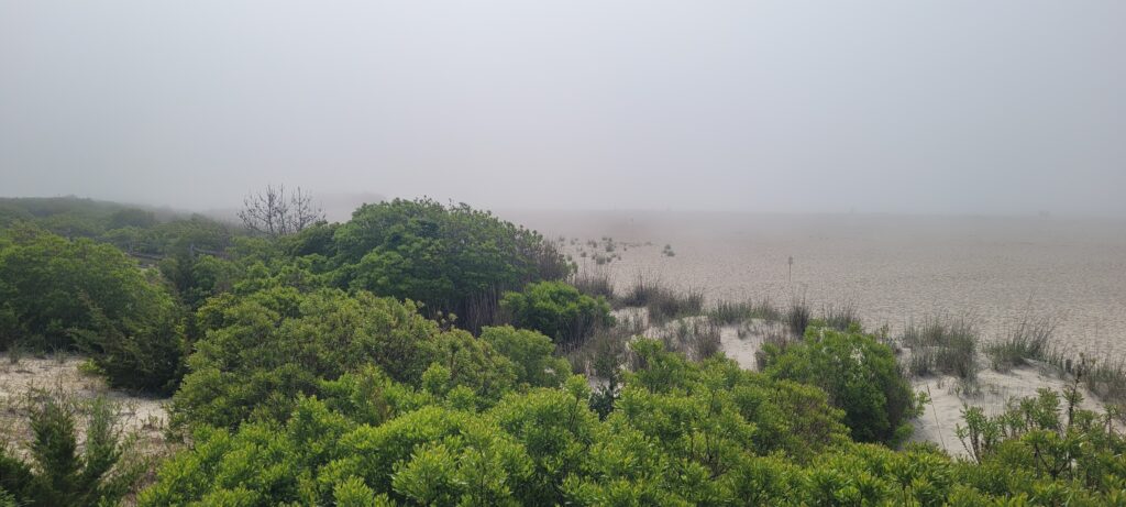 a landscape with trees and fog (MyCoast AI)