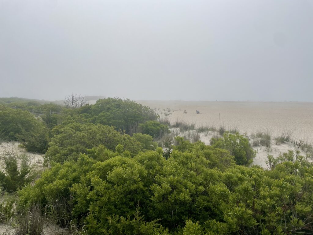 a landscape with trees and bushes (MyCoast AI)