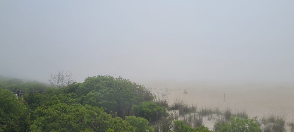 a landscape with trees and a body of water in the distance (MyCoast AI)