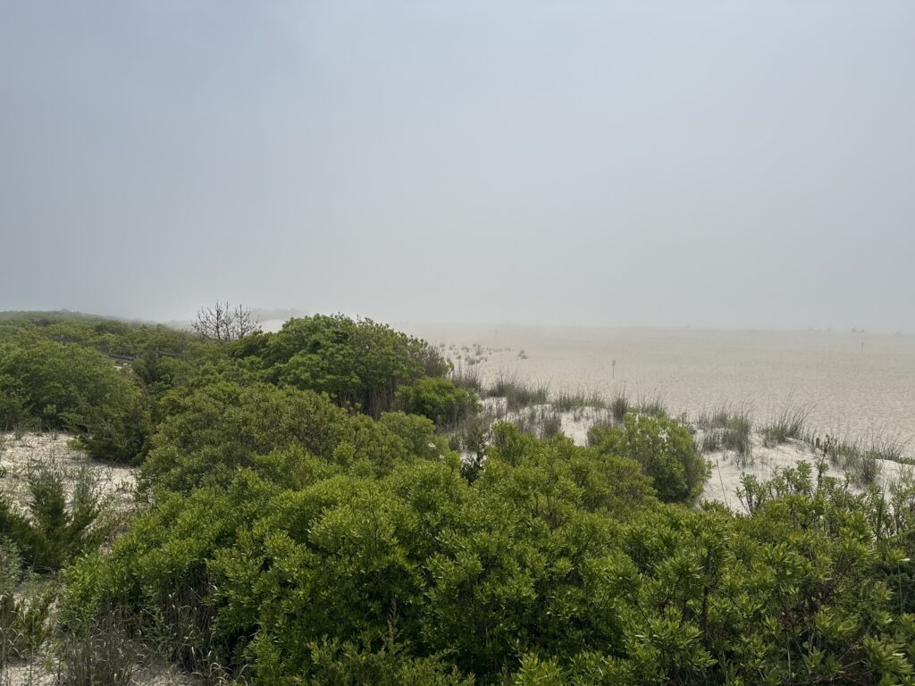 a landscape with trees and bushes (MyCoast AI)