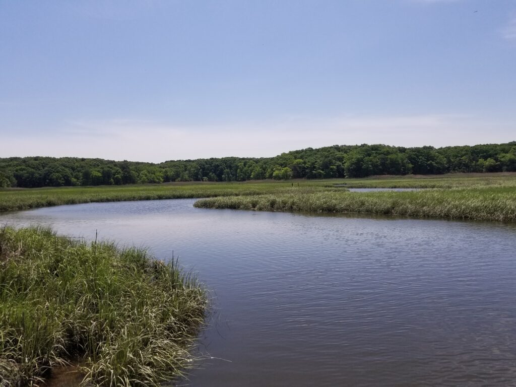a river with grass and trees (MyCoast AI)