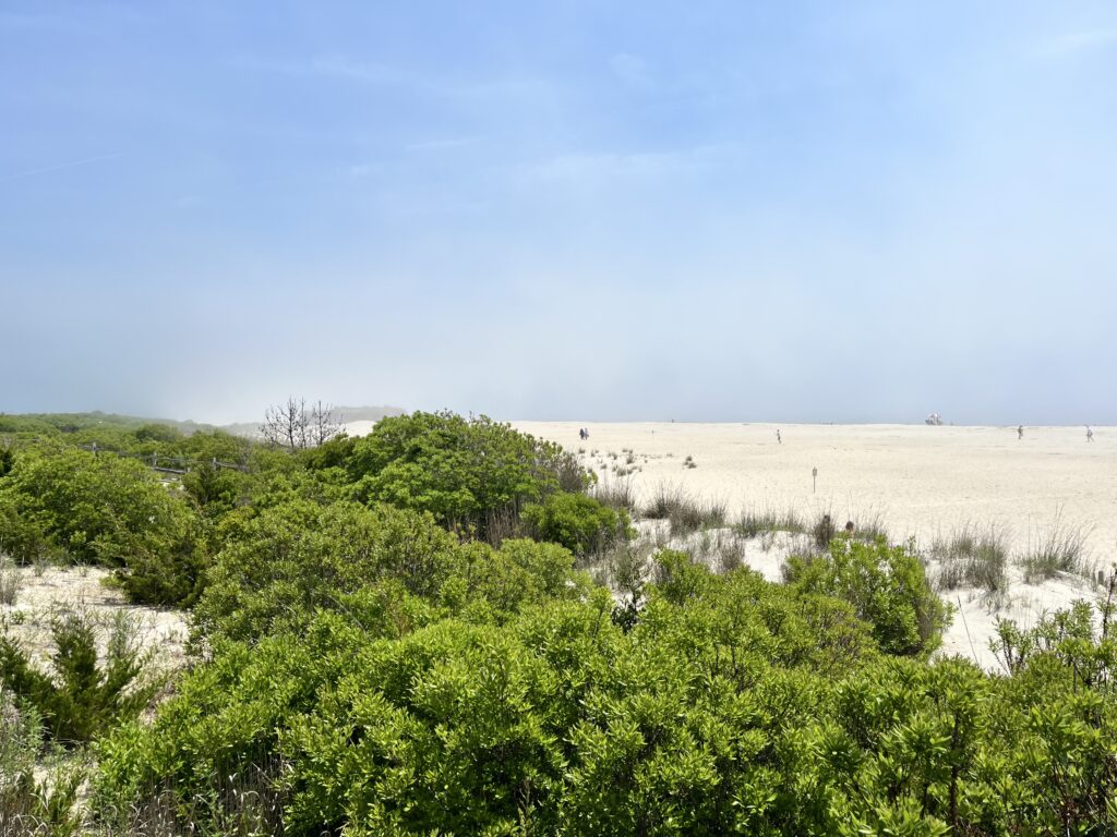 a field of green plants (MyCoast AI)