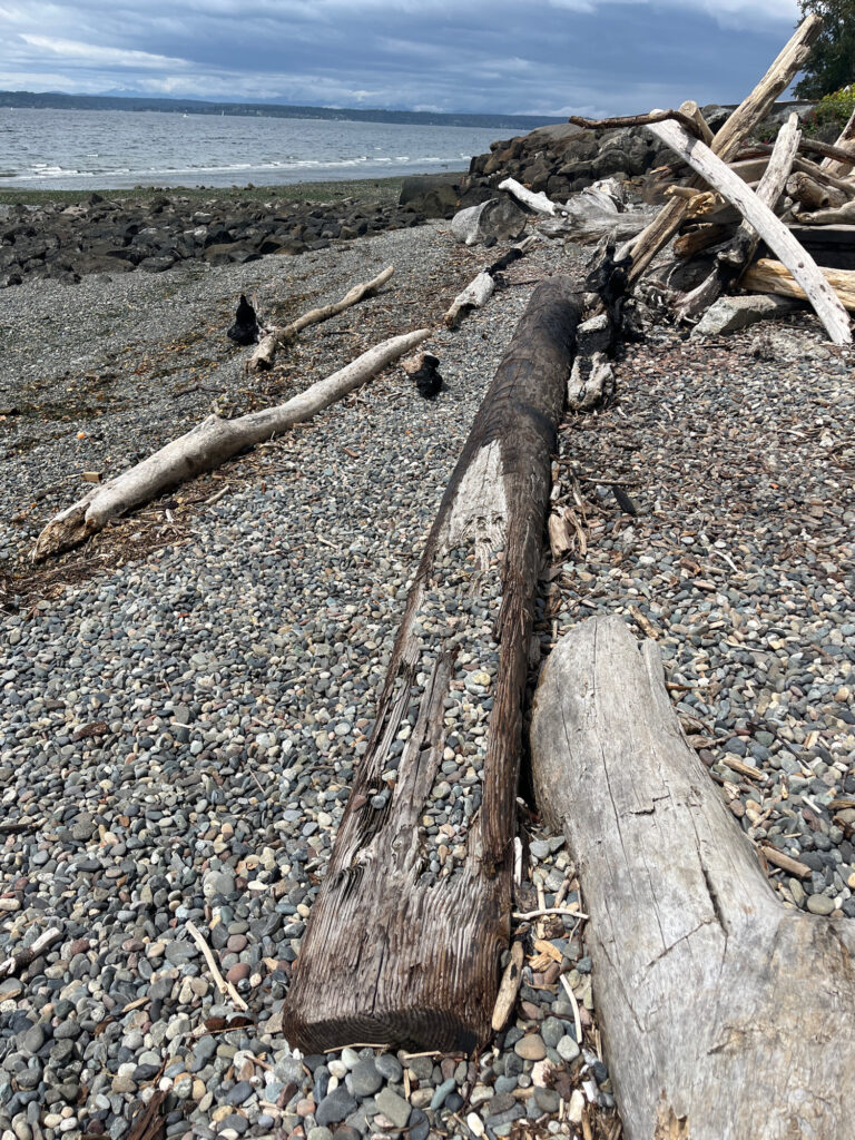 a group of logs on a beach (MyCoast AI)