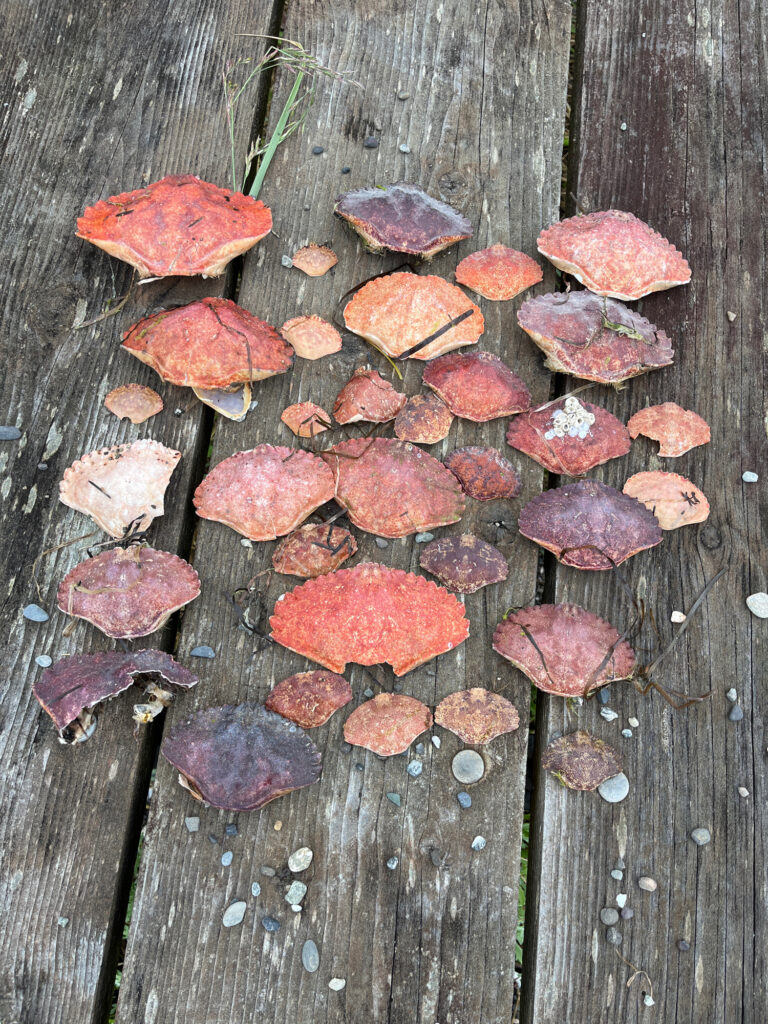 a group of red mushrooms (MyCoast AI)