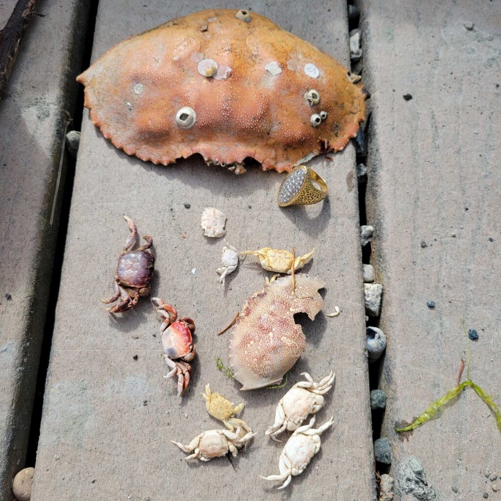 a group of bugs on a concrete surface (MyCoast AI)
