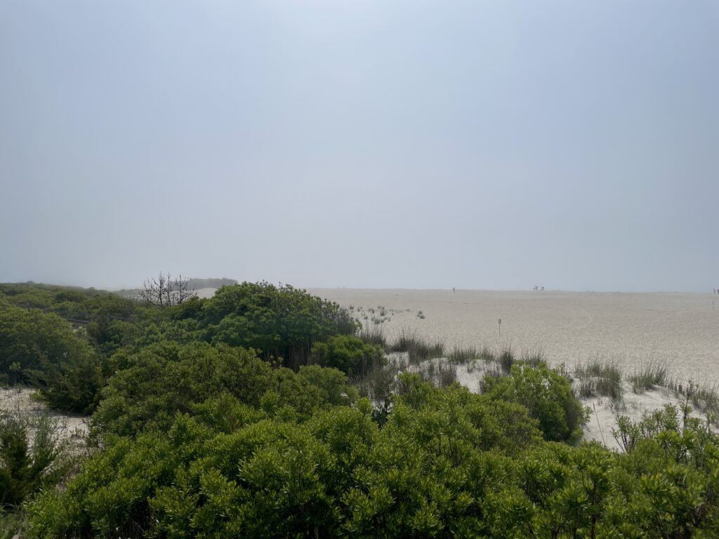 a landscape with trees and bushes (MyCoast AI)