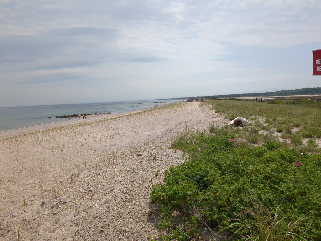 a beach with grass and bushes (MyCoast AI)