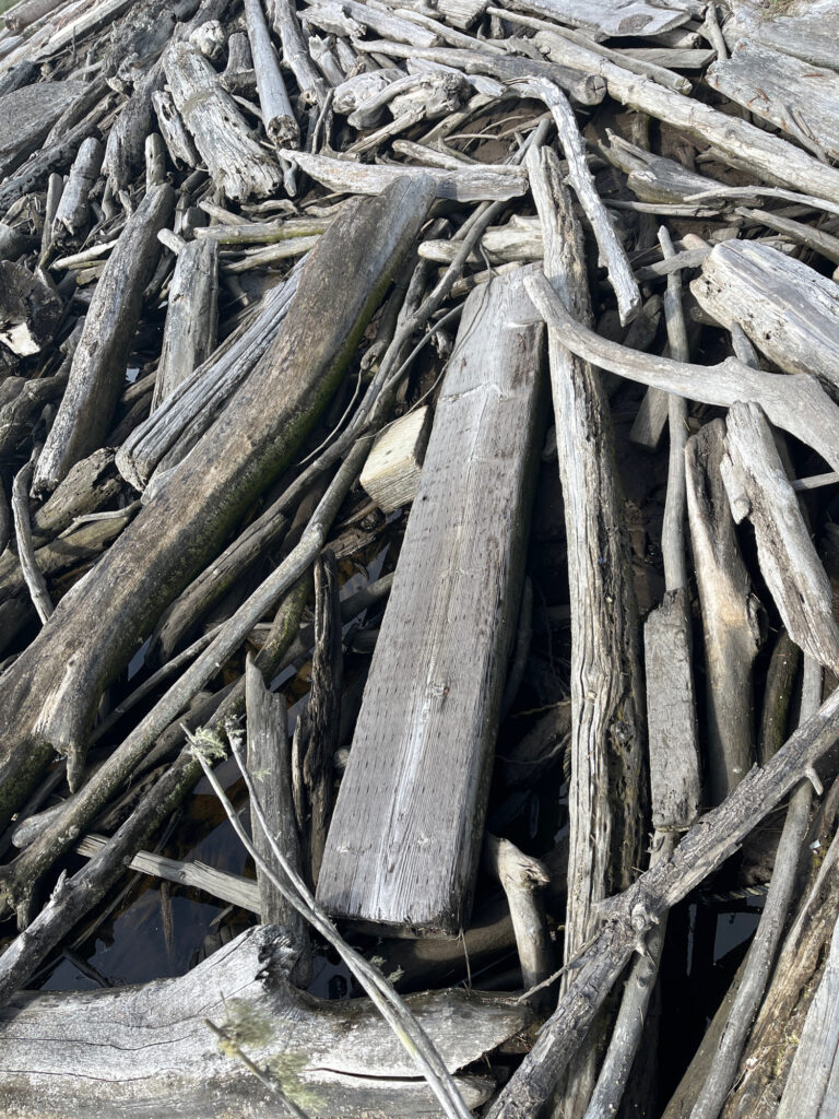 a close-up of some wood (MyCoast AI)