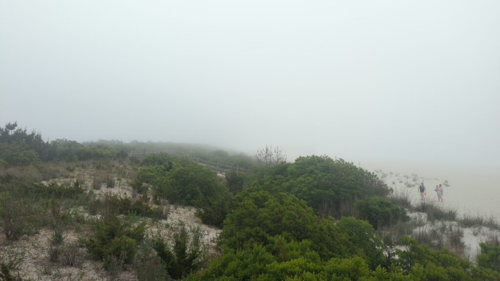 a landscape with trees and a road (MyCoast AI)