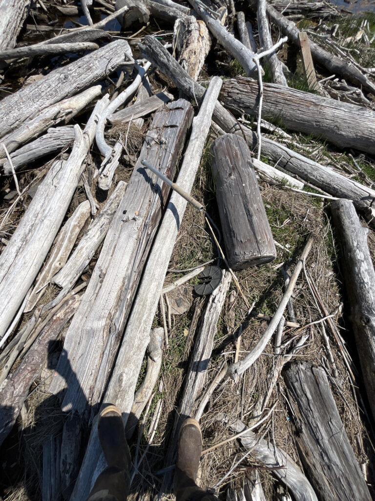 a pile of cut down trees (MyCoast AI)