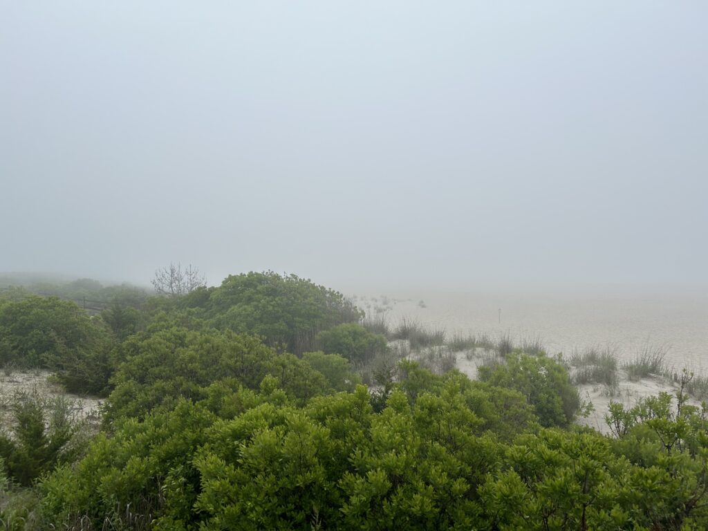 a group of trees (MyCoast AI)