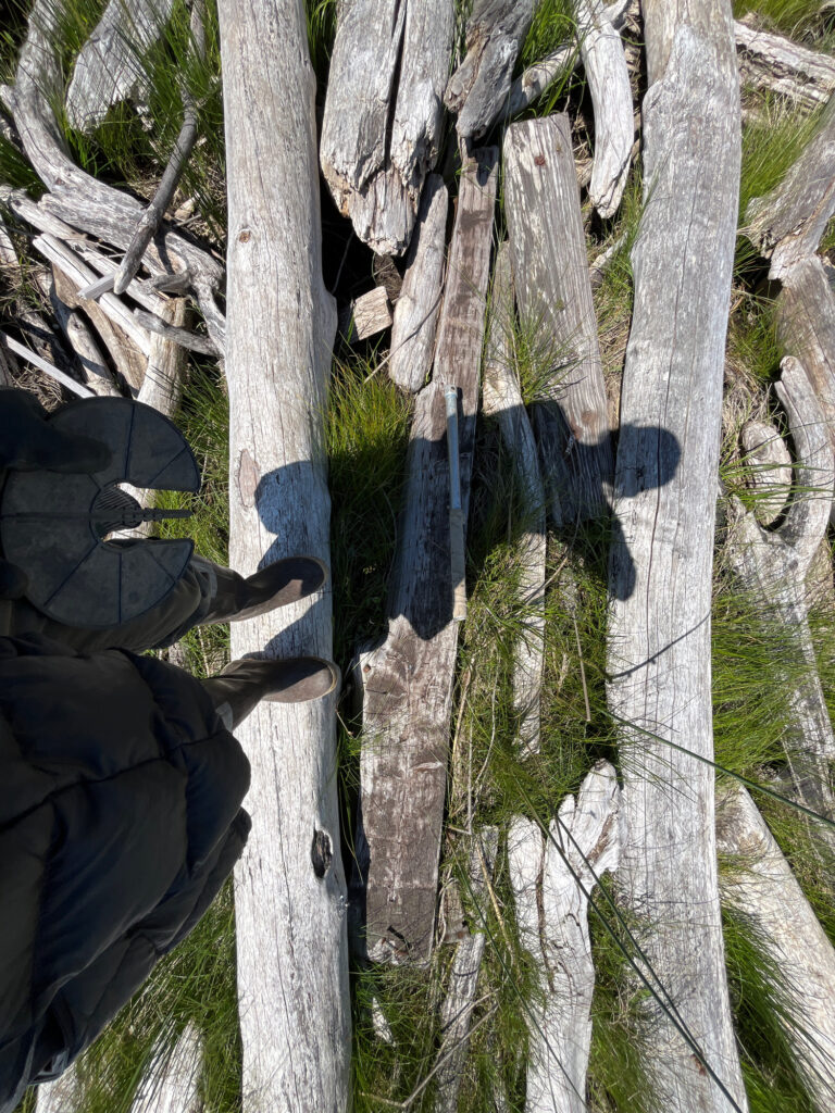 a group of trees with shadows (MyCoast AI)
