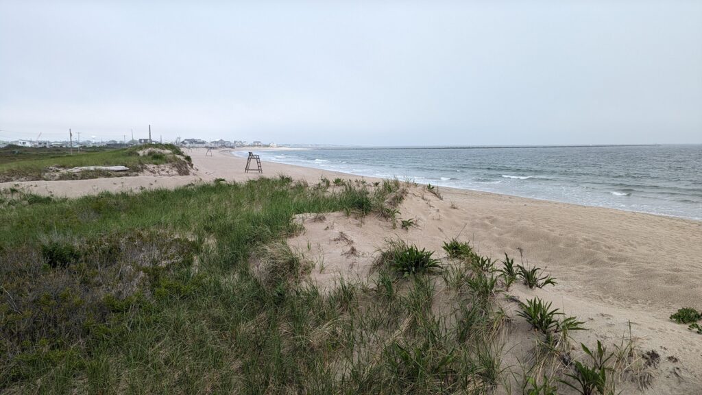 a beach with plants and water (MyCoast AI)