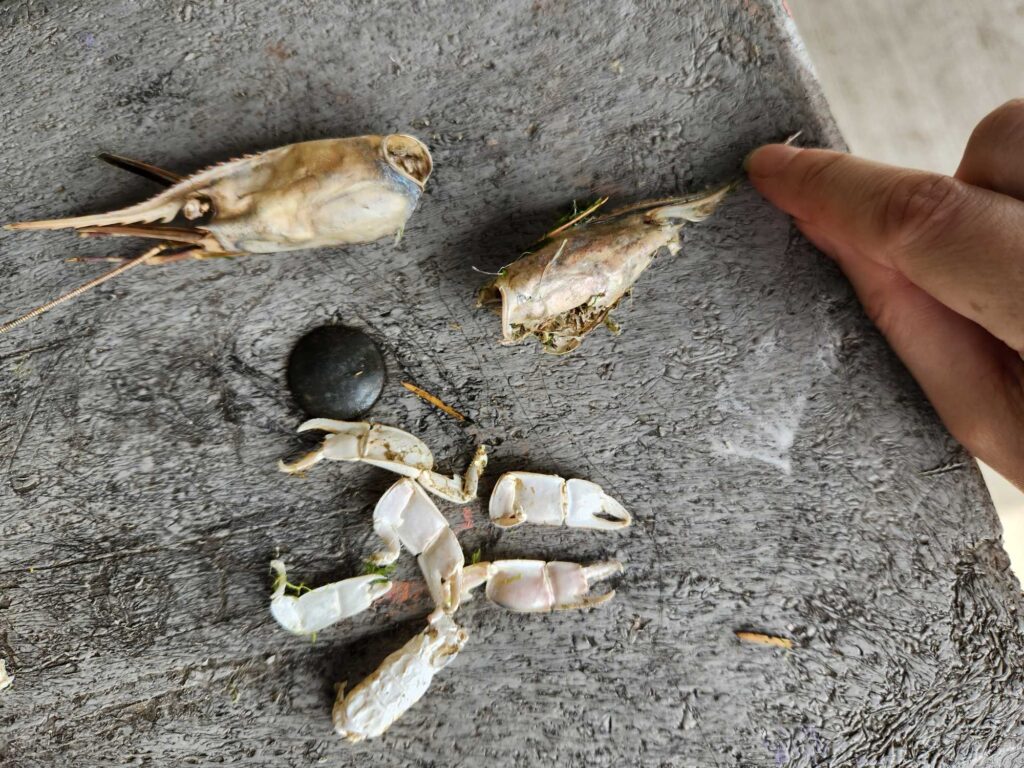 a hand holding a crab (MyCoast AI)