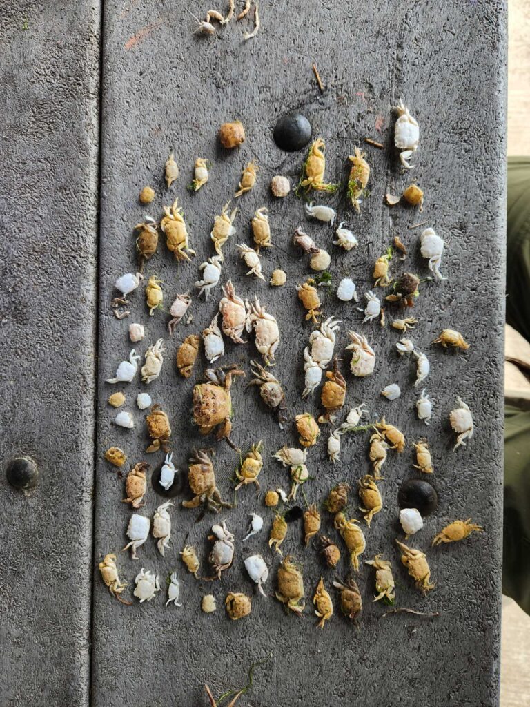 a group of sea shells (MyCoast AI)