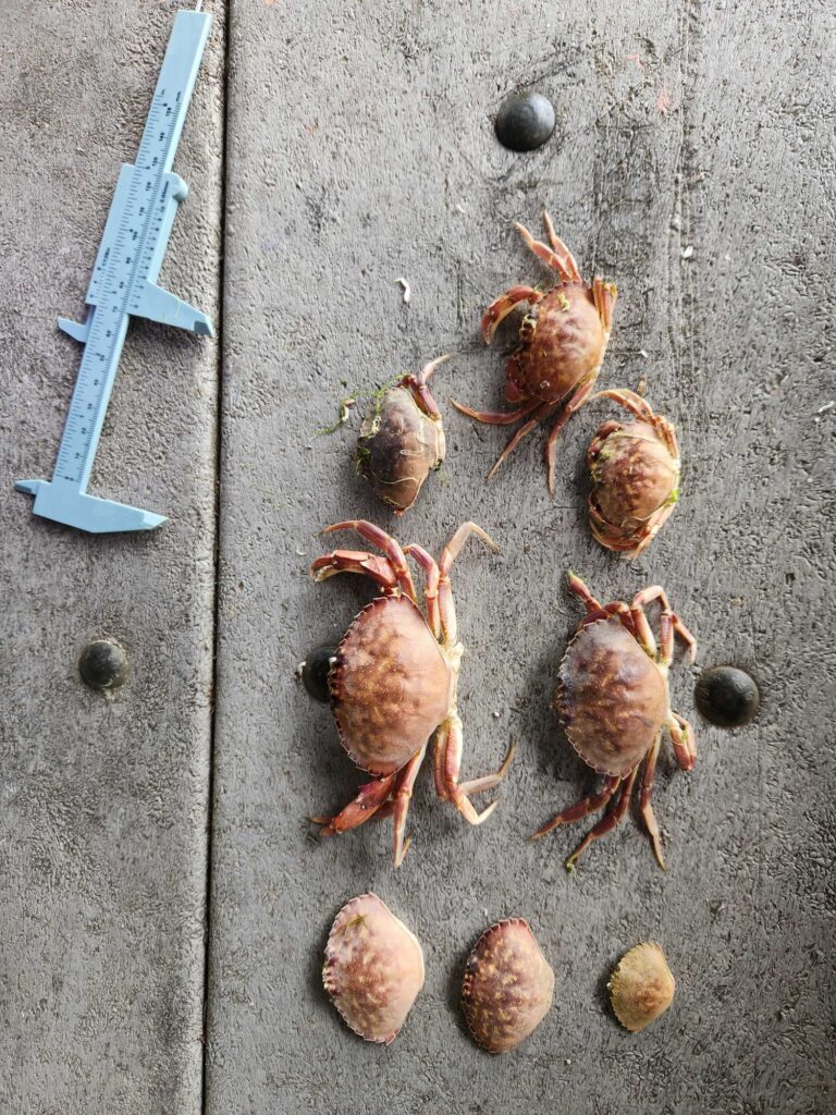 a group of crab on the ground (MyCoast AI)