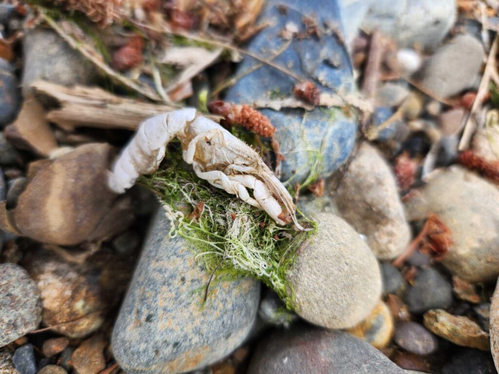 a frog on a rock (MyCoast AI)